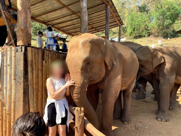 エレフィンファーム(Elefin Farm & Cafe)のおすすめ楽しみ方