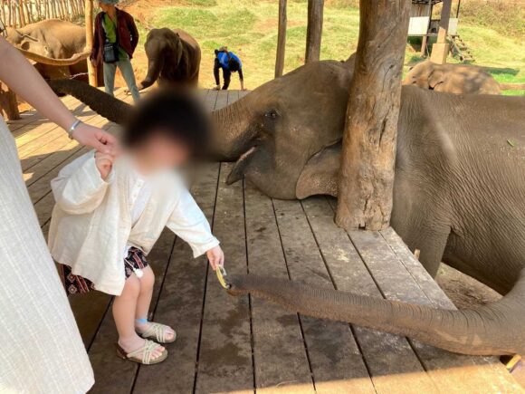 エレフィンファーム(Elefin Farm & Cafe)のおすすめ楽しみ方②ゾウにえさやり