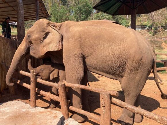 エレフィンファーム(Elefin Farm & Cafe)のおすすめ楽しみ方