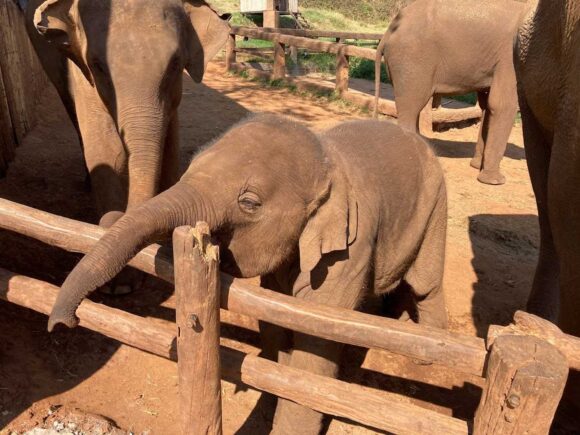 エレフィンファーム(Elefin Farm & Cafe)のおすすめ楽しみ方