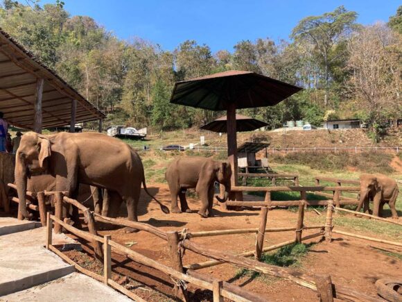 エレフィンファーム(Elefin Farm & Cafe)のおすすめ楽しみ方