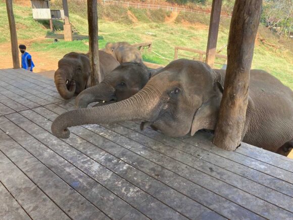 エレフィンファーム(Elefin Farm & Cafe)のおすすめ楽しみ方②ゾウにえさやり