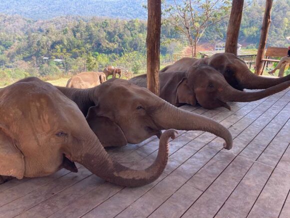 エレフィンファーム(Elefin Farm & Cafe)のおすすめ楽しみ方②ゾウにえさやり