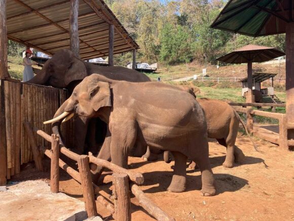 エレフィンファーム(Elefin Farm & Cafe)のおすすめ楽しみ方②ゾウにえさやり