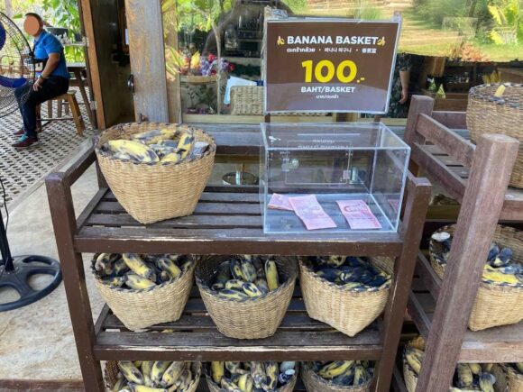 エレフィンファーム(Elefin Farm & Cafe)のおすすめ楽しみ方②ゾウにえさやり