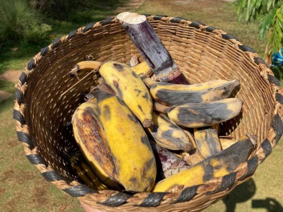 エレフィンファーム(Elefin Farm & Cafe)のおすすめ楽しみ方②ゾウにえさやり