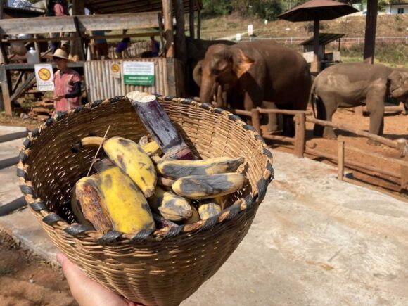 エレフィンファーム(Elefin Farm & Cafe)のおすすめ楽しみ方②ゾウにえさやり