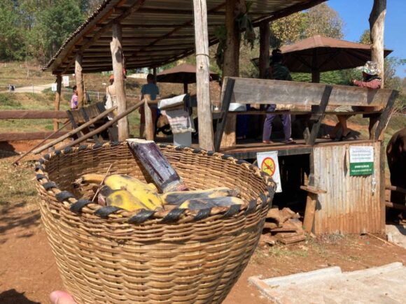 エレフィンファーム(Elefin Farm & Cafe)のおすすめ楽しみ方②ゾウにえさやり