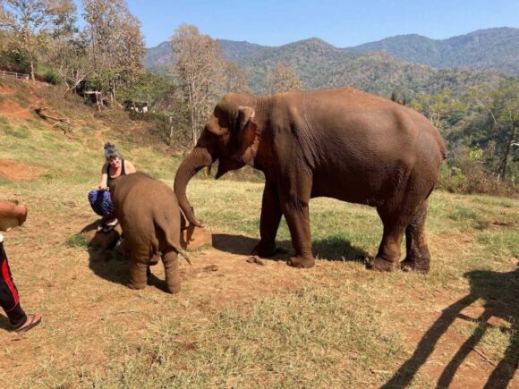 エレフィンファーム(Elefin Farm & Cafe)のおすすめ楽しみ方③ゾウに乗ろう(エレファントライド)