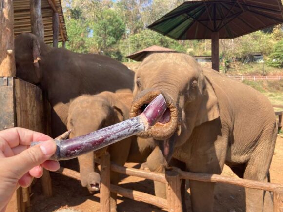 エレフィンファーム(Elefin Farm & Cafe)のおすすめ楽しみ方②ゾウにえさやり