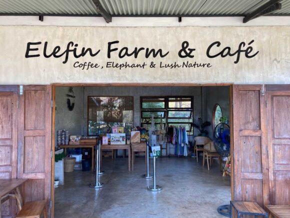 エレフィンファーム(Elefin Farm & Cafe)のおすすめ楽しみ方④カフェで食事&映え写真撮影