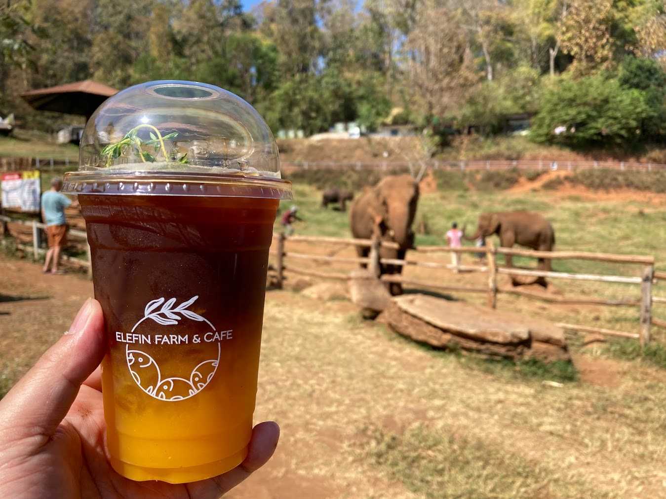 エレフィンファーム(Elefin Farm & Cafe)のおすすめ楽しみ方④カフェで食事&映え写真撮影