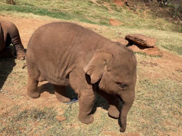 エレフィンファーム(Elefin Farm & Cafe)のおすすめ楽しみ方③ゾウに乗ろう(エレファントライド)