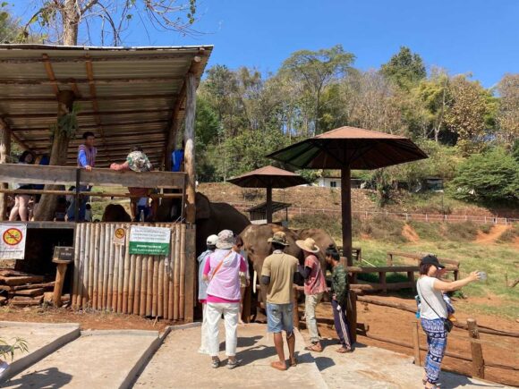 エレフィンファーム(Elefin Farm & Cafe)のおすすめ楽しみ方