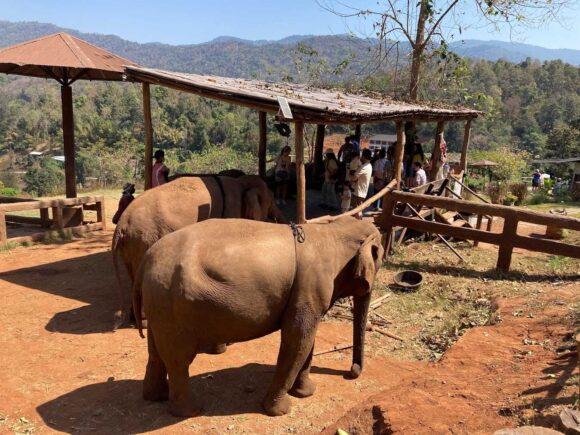 エレフィンファーム(Elefin Farm & Cafe)のおすすめ楽しみ方