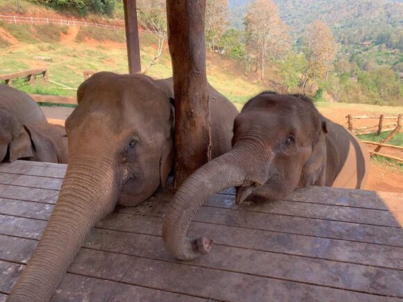 エレフィンファーム(Elefin Farm & Cafe)のおすすめ楽しみ方②ゾウにえさやり