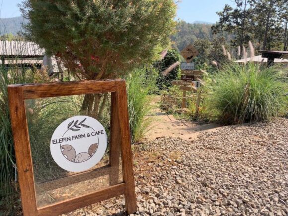 エレフィンファーム(Elefin Farm & Cafe)のおすすめ楽しみ方④カフェで食事&映え写真撮影